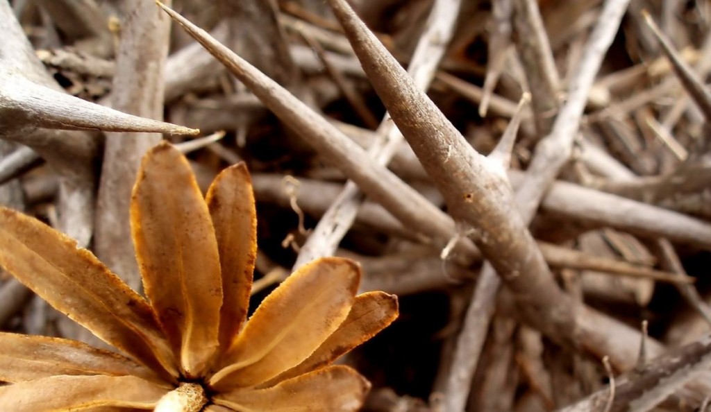 ground thorns seed thorny soil word parable sower heart choke falling cultivating living way sown pearls fine deceitfulness unfruitful produces